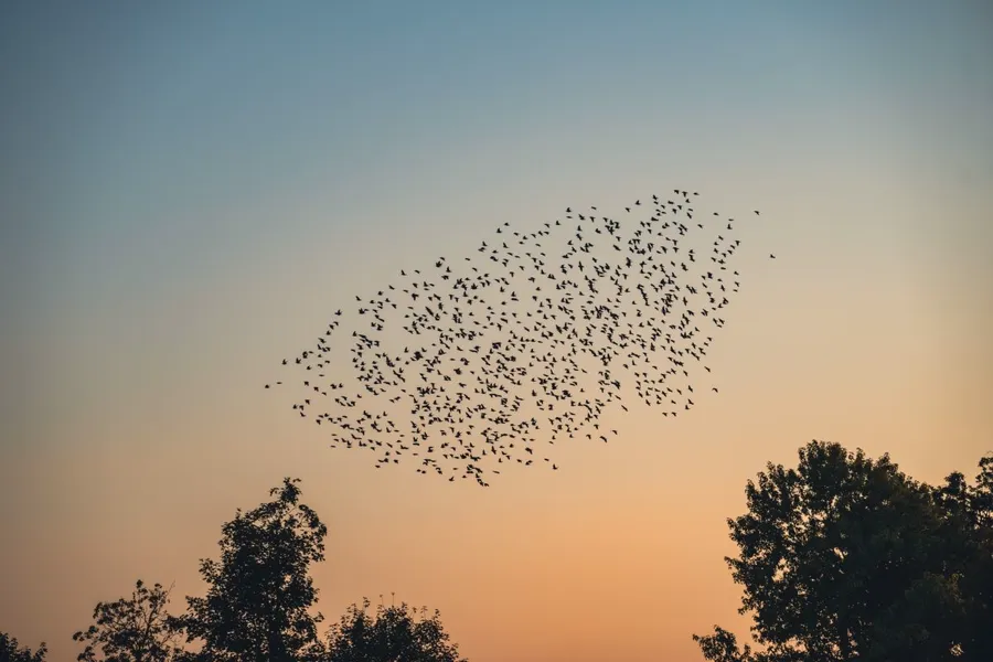 A tight ribbon of birds in a murmuration, bending together against a dusk sky.