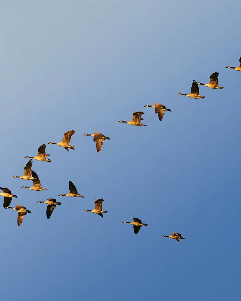 A flock of Canada geese flying in a V formation against a clear blue sky, lit gold by low sun.
